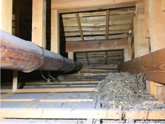 小屋裏に作られた鳥の巣