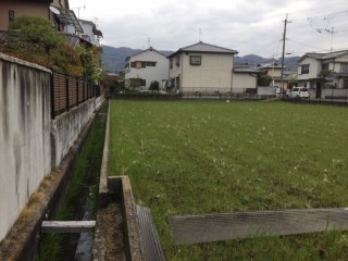 田んぼに飛来