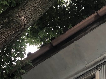 木が覆いかぶさる