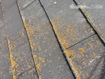 八尾長池町屋根現調0721