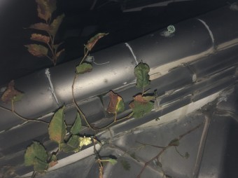 瓦に草