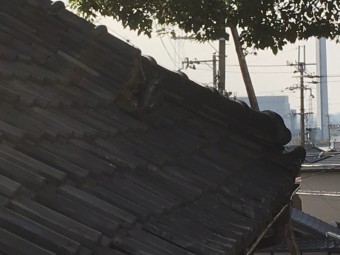 漆喰 楽音寺