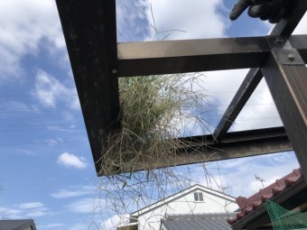 八尾市 樋から草が生えている