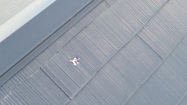 ドローンで拡大確認した屋根の上の鳥の死骸 大阪市東住吉区公園南矢田