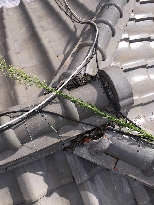 【柏原市旭丘】屋根から「草」が生えたら末期症状？雨漏り直前の徹底調査レポート