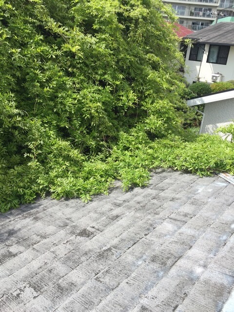 【大阪市東成区】屋根のコケと黒ずみを調査！段階的補修で雨漏りリスクを断つ