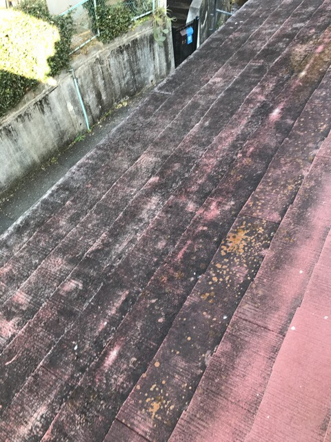 コケが広がる屋根面